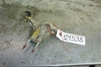 Кронштейн КПП для Honda Civic 4D с 2006-2012г (Цивик)