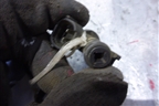 Форсунка инжекторная электрическая (F005Y30) для Nissan Almera Classic с 2006-2013г (Альмера Классик)